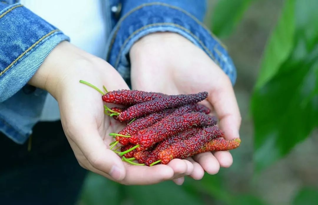 一对夫妻把青白江农家改造成“田园牧歌”，从此家有美景何必远方