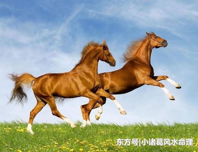 生肖马跟贵人在一起就能够前途无量,飞黄腾达,珍惜贵人