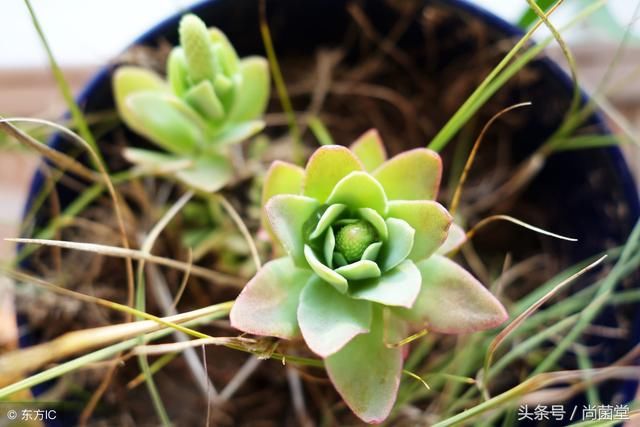 这种出现在唐诗中的植物，长在房顶上，还是城里人喜爱的多肉！