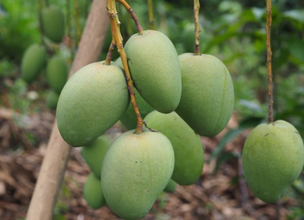 你知道青芒果和黄芒果的区别吗 哪些人应该少