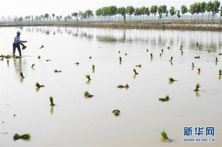 江苏连云港:海水稻 插秧忙