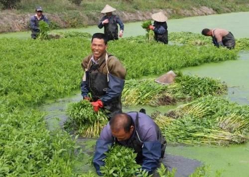 农民水塘种1种蔬菜1年纯赚30万 他的菜1亩能产10000万斤 1年收6次