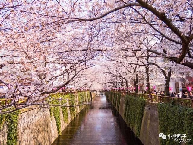 还在烦恼去哪看樱花?你绝对不可错过的9大赏樱圣地!