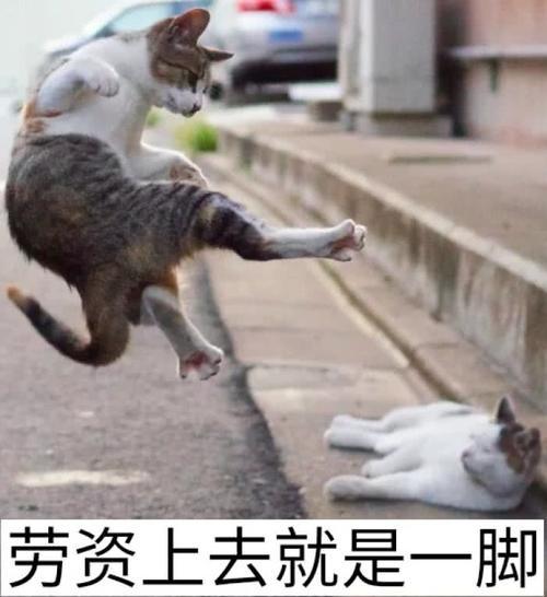 超萌大全大人:本图片动作傲娇,皮到你怀疑人周星驰搞怪宠物表情就是表情图片