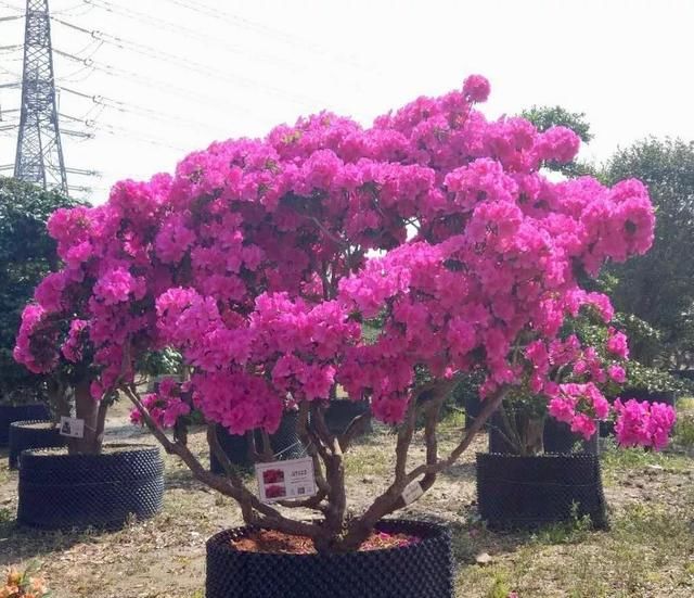 有钱任性！土豪们最爱选的庭院树，你选对了吗？