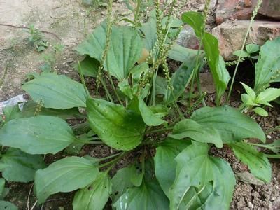 用车前草泡水喝，治疗痛风，结石，咳嗽药草