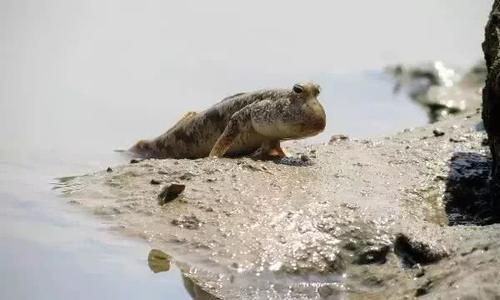 江门的这种鱼，被誉为“鱼类中的天才”！盛夏吃它正当时~丨寻味