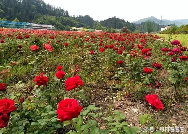 利川一女子隐居乡村3年，种下一大片浪漫花海，美哭啦……