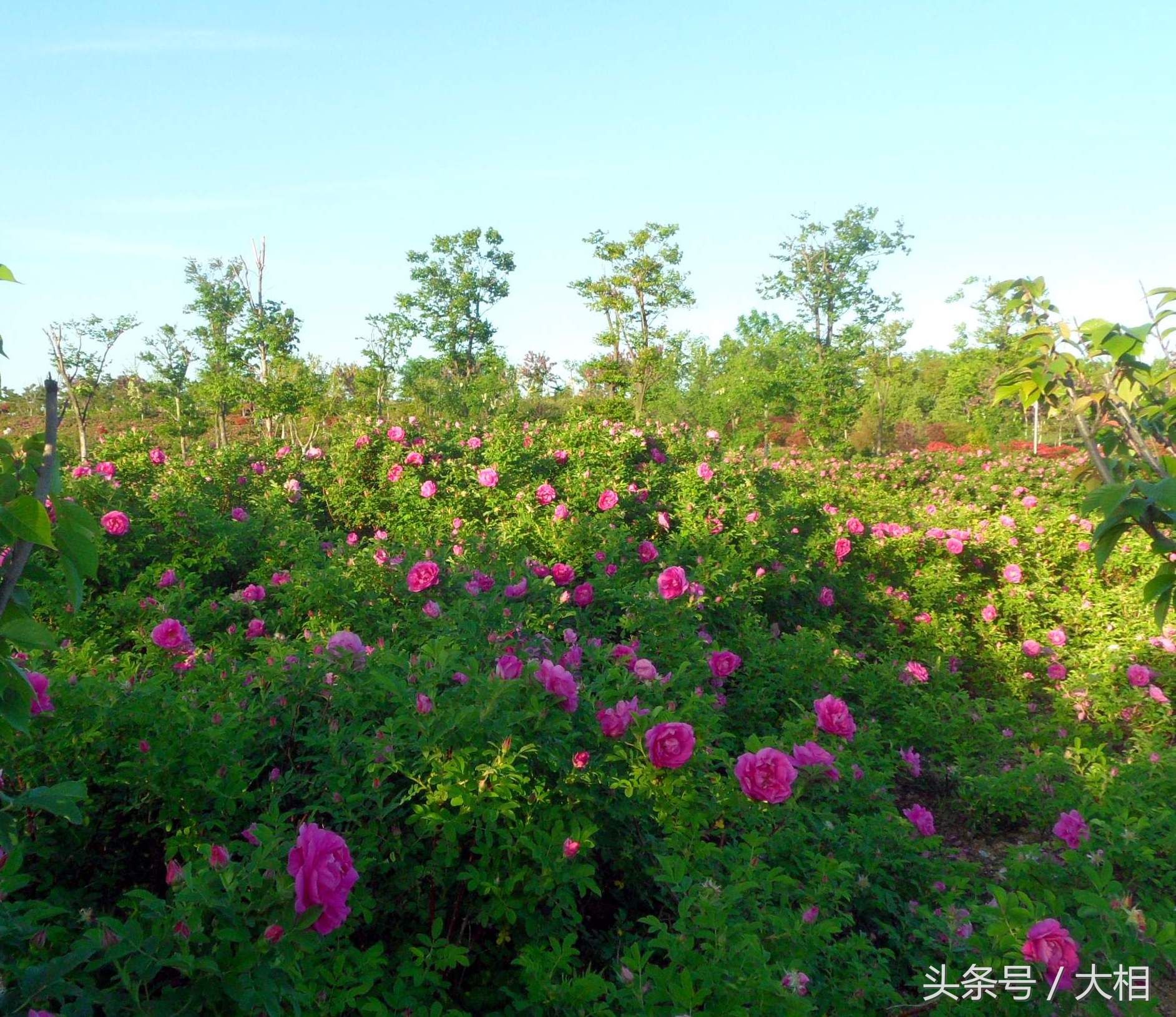 乳山金牛山公园:玫瑰花开香四溢，朵朵鲜花枝头立