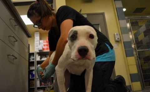 主人毒驾被捕入狱,家中数十条狗无人管,被发现