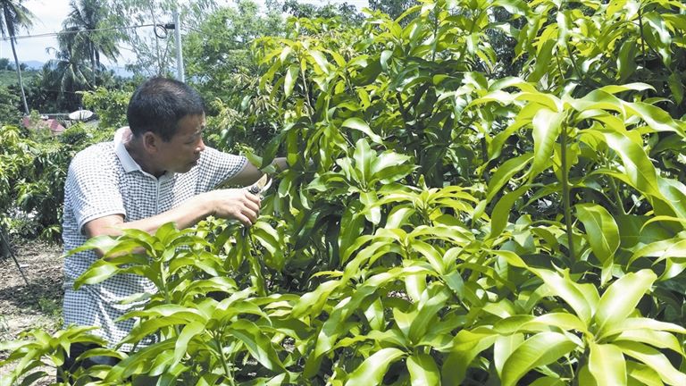既建果园又养猪勤奋肯干奔富路--育生态区马三菱plc软件教程触摸屏图片