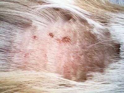 狗狗勤洗澡就不用驱虫?蜱虫跳蚤可不这么想,铲