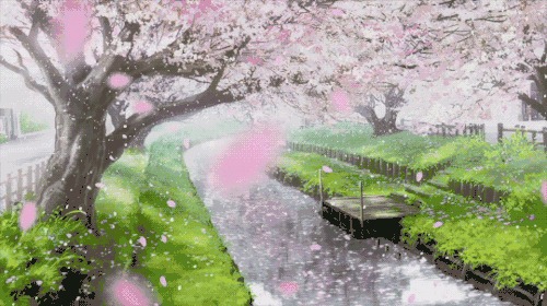 2019日本樱花开放时间线,秒速五厘米的缤纷落