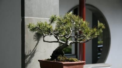中秋前,此树要种一棵,养人又养钱,一年兴旺福气自然来 亚洲十大正规赌博平台