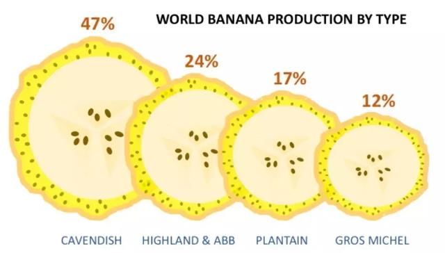那种死于“癌症”的完美香蕉，如今只能在化学香精里品味一二