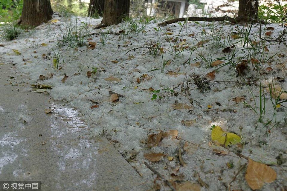 山东青岛：河岸六月柳絮飘飞如降雪