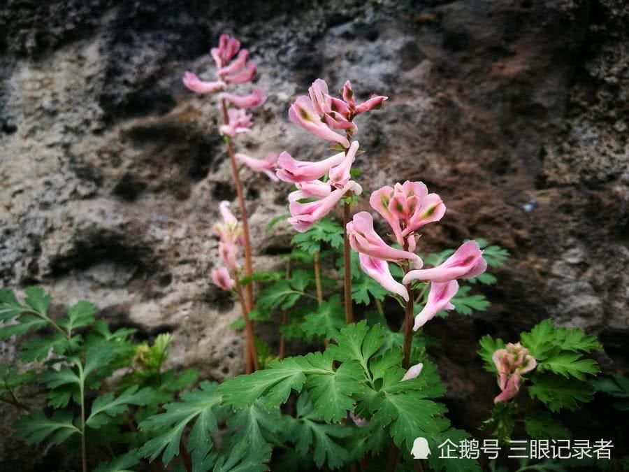 乡村荒草地，春日里开紫色小花的植物，有观赏价值，也有药用价值