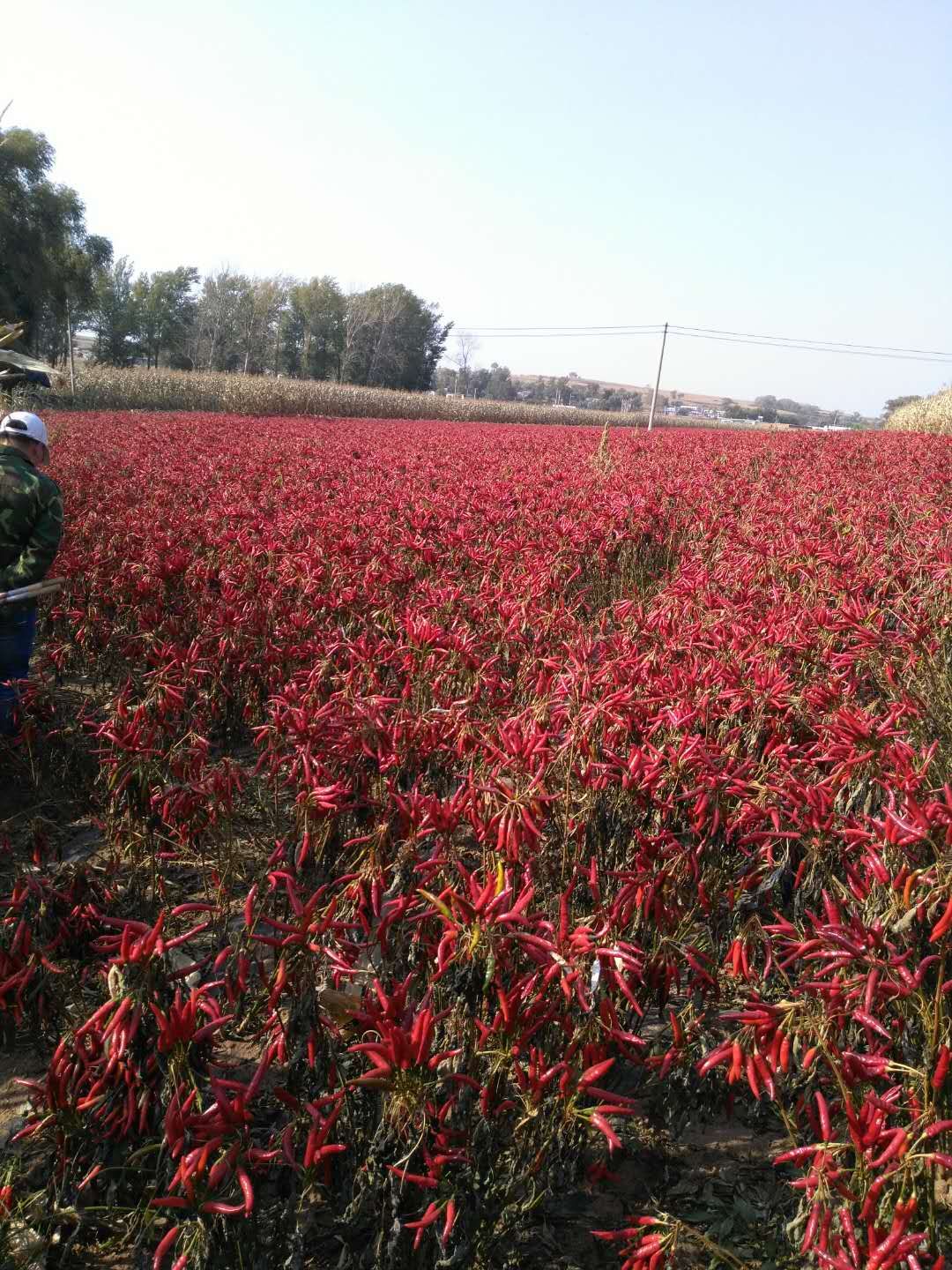 退伍军人回家创业种植红辣椒,远远望去火红的