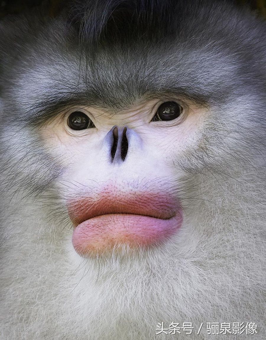 Tim Flach:唤起怜悯之心 充满人性的动物肖像