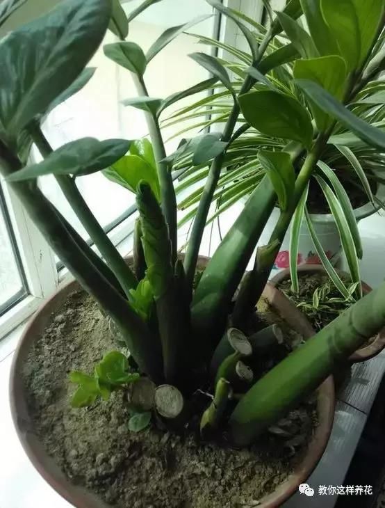 玉树金钱树根发软,叶子一碰就掉,再不救就要死