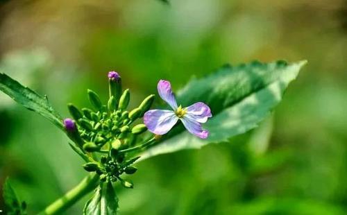 经典句子:人生,总让人无语;笑的时候,不一定开心