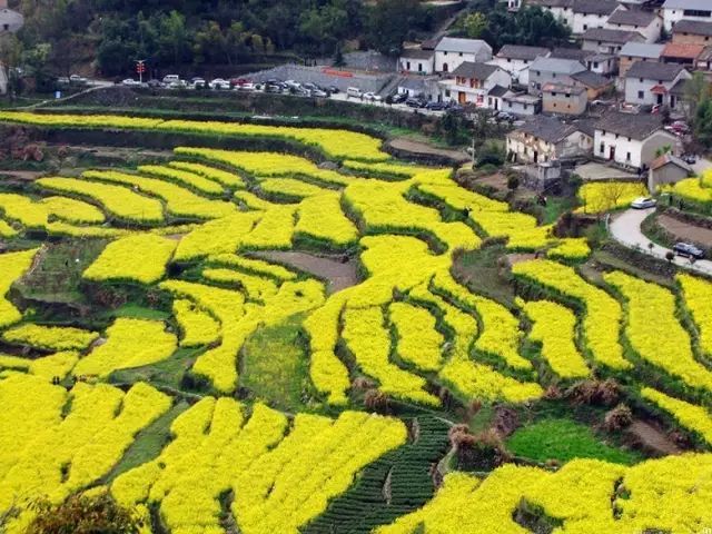 这几个江浙沪新晋网红村，堪称内地版吉野山和小婺源，避开人潮赏