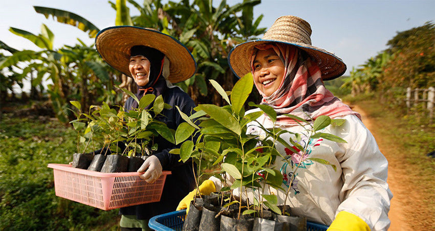 实拍旅游国度的农村:体会泰国普通百姓的生活