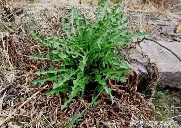 蒲公英泡水虽好,不是人人都能喝,解读蒲公英哪