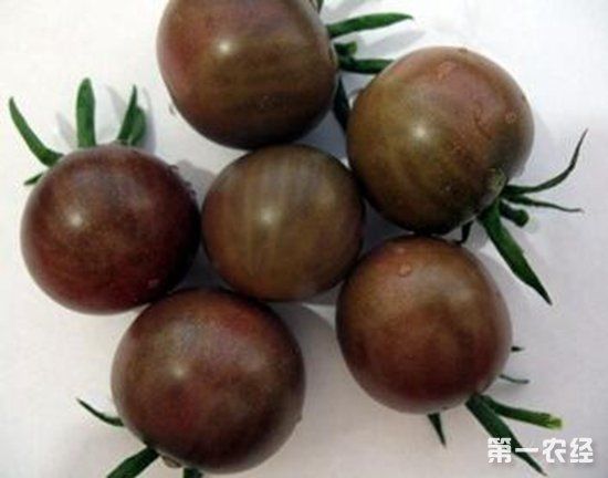 黑番茄如何种植?黑番茄的种植技术