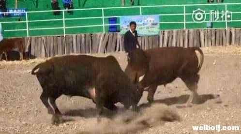 警惕!玉龙县村民斗牛赌钱,22人被警方一锅端