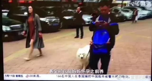 还在信怀孕不能养猫？连央视新闻都出来辟谣了！