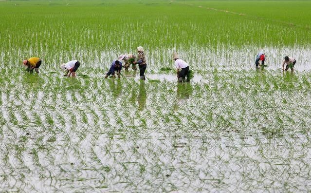 我国是农业大国，为什么还要大量进口日本大米?看完懂祖国苦心