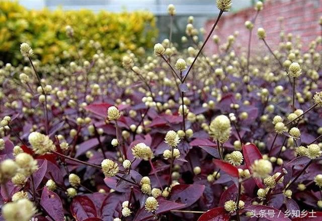 这种野草蛇见了会发抖，玩蛇的人常用来防身，非常好的止痛消炎药