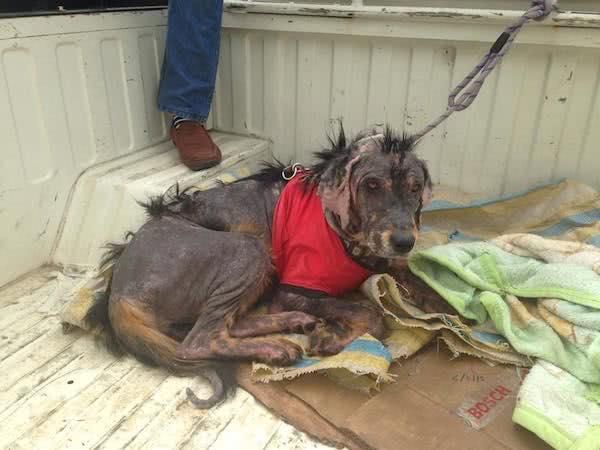流浪狗在喜马拉雅山被发现,毛发掉光丑陋无比