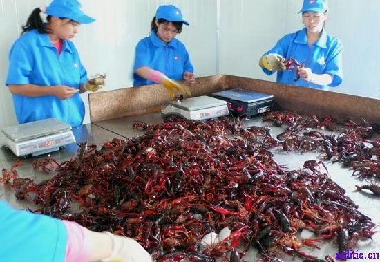 江苏盱眙、湖北潜江、湖北监利，谁才是中国小龙虾第一