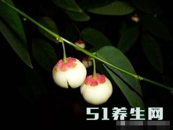 南方一种稀奇的树,果叶有毒,如今成了高级蔬菜