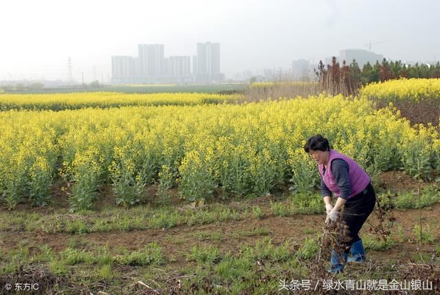 日本人在中国租1500亩地，闲置5年任荒草疯涨，中国农民看着心疼