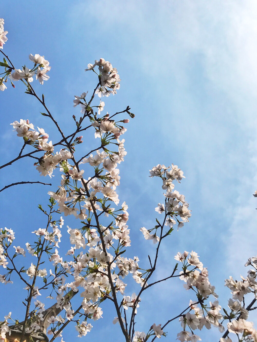 【春之彩】又是一年樱花烂漫时