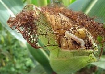 柳州害虫防治 柳州害虫防治