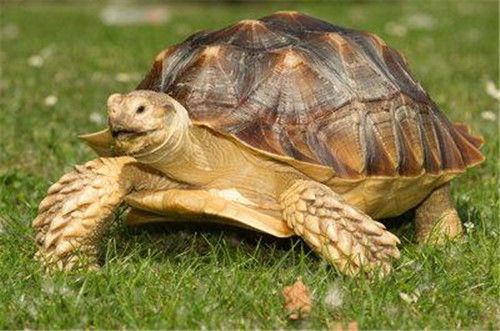 乌龟喜欢吃什么 乌龟怎么养长得快0