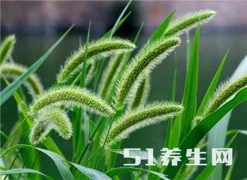 农村的这种登不上大雅之堂的野草，其实是一味药，可治眼疾