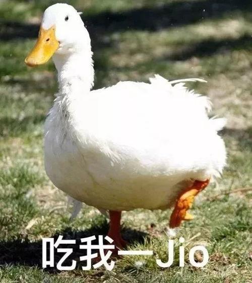 2018动态表情大赏!看完够我笑一年的.哈哈哈表情年度包哭躺图片