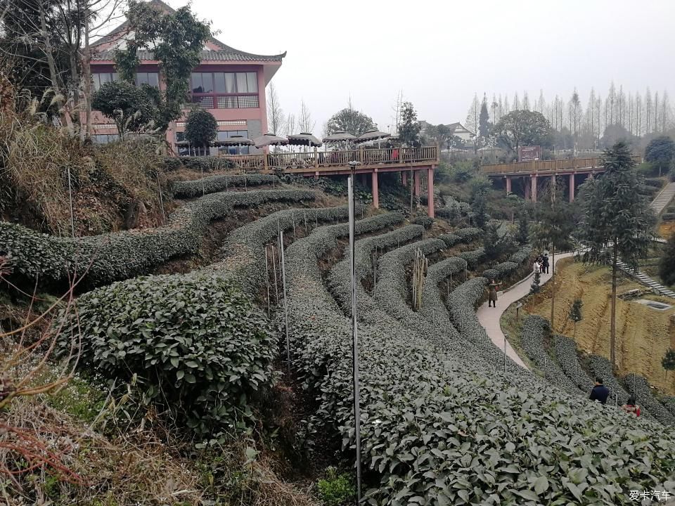 参观牛碾坪万亩观光茶