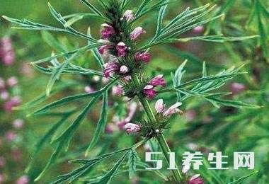 农村这种野草，市场需求量大，利润还高，是天下女人的养生之草