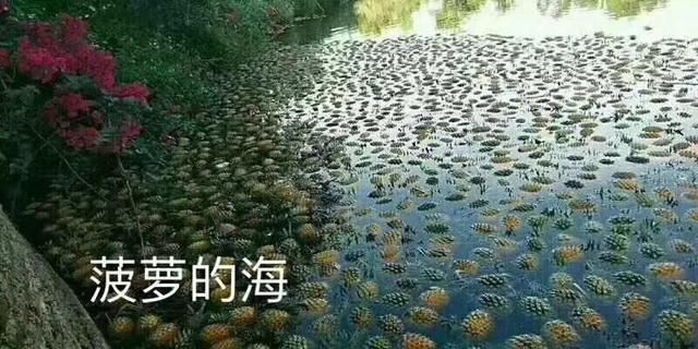 紧急助农,1.6亿斤菠萝,暴跌至2毛一斤,仍无人购买,把爱传下去