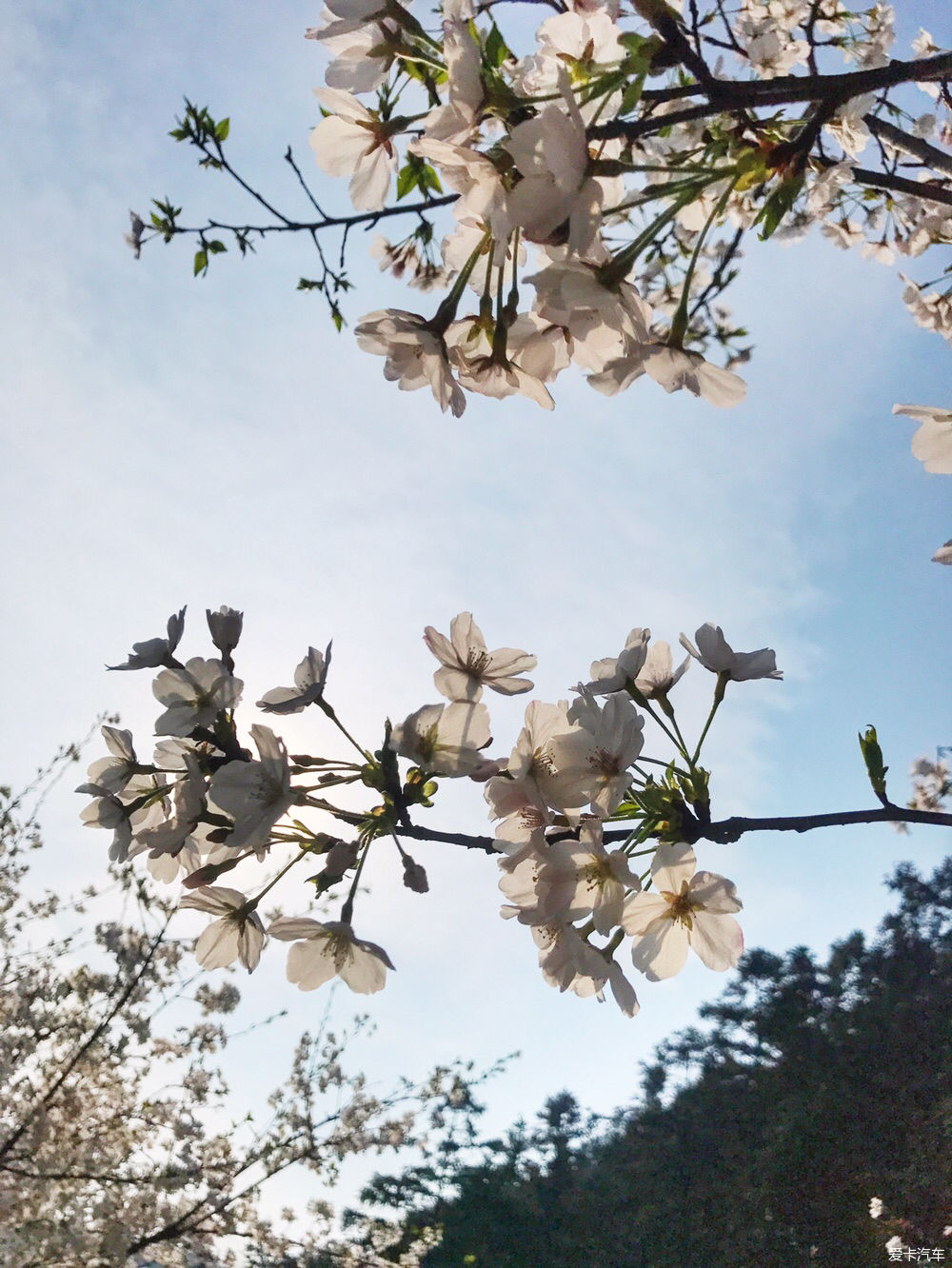 【春之彩】又是一年樱花烂漫时