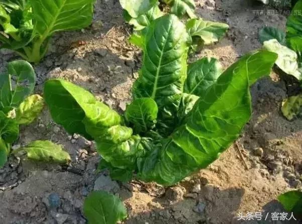 客家人以前用来喂猪的\＂猪麻菜\＂，现在却成了餐桌上的美食！