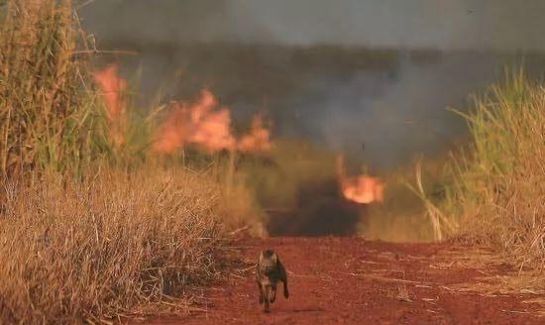 澳大利亚被烧了