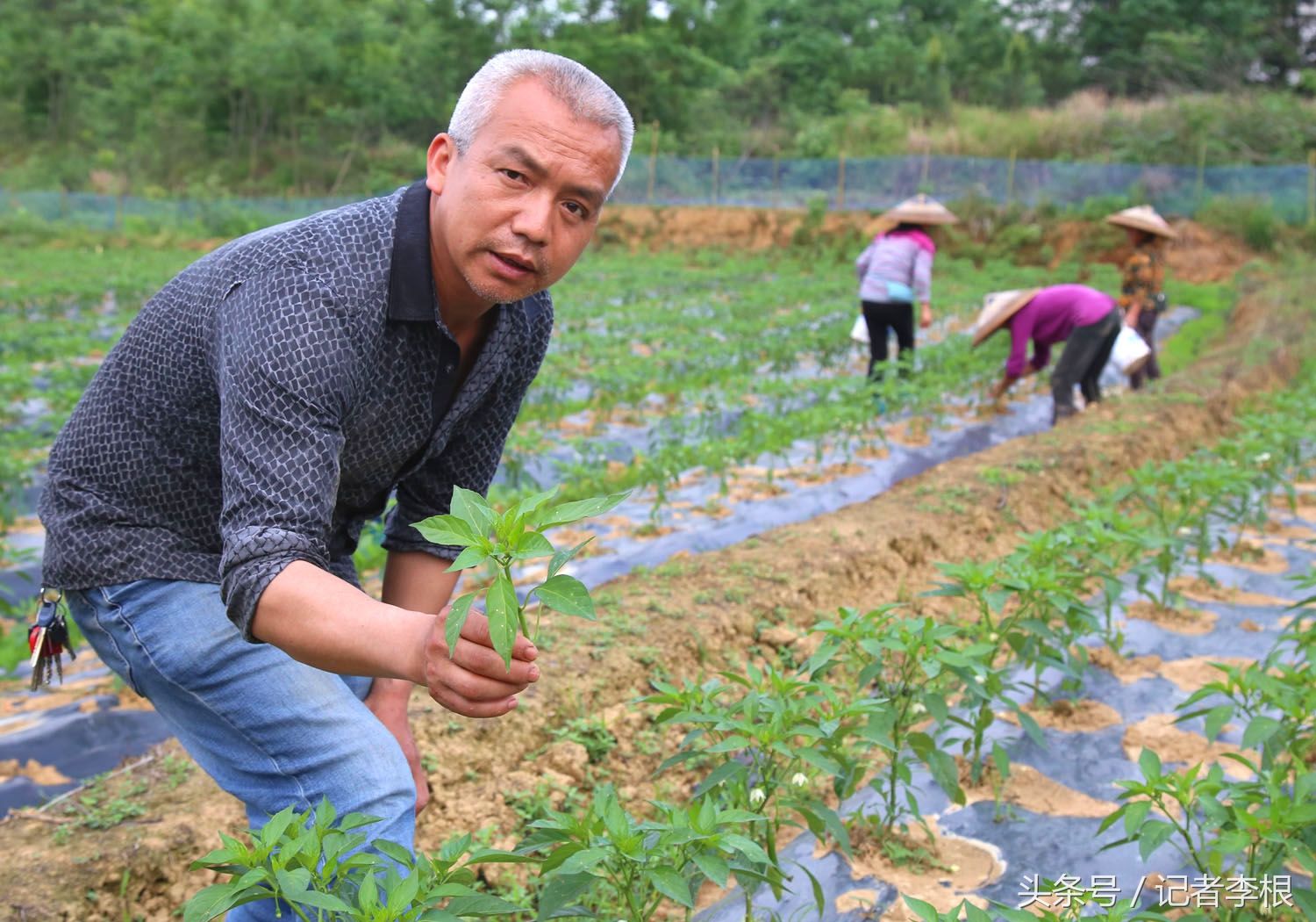 衡阳县演陂镇一农民研制的辣椒种植技术竟提前