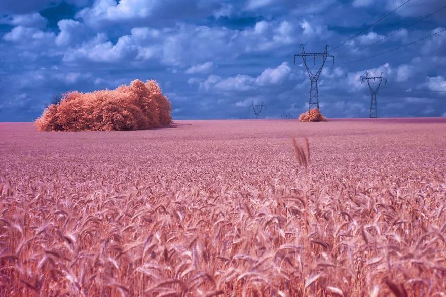 【每日美图】红外摄影里的粉红世界